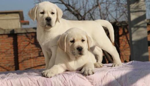 精品拉布拉多幼犬包健康 圖1