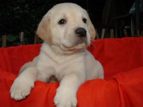 精品拉布拉多幼犬包健康 圖3