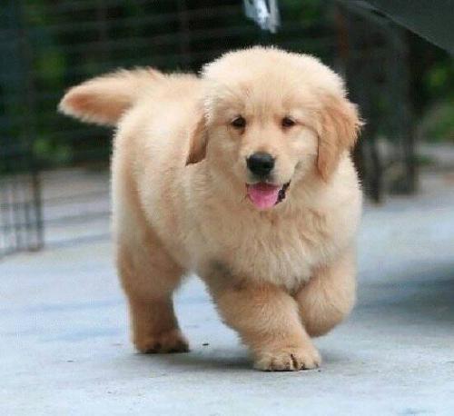 憨厚可愛小金毛,賽級品質(zhì),健康血統(tǒng)有保證 圖2