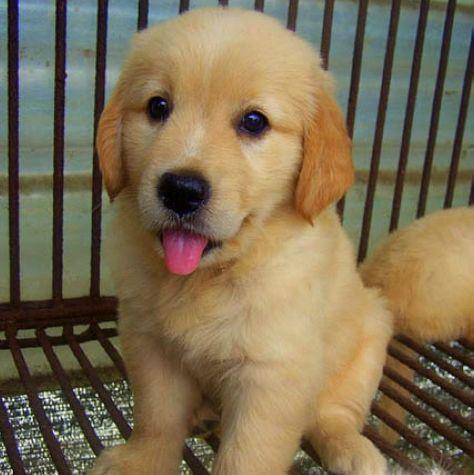 憨厚可愛小金毛,賽級品質(zhì),健康血統(tǒng)有保證 圖3