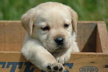 精品拉布拉多幼犬包健康 圖5