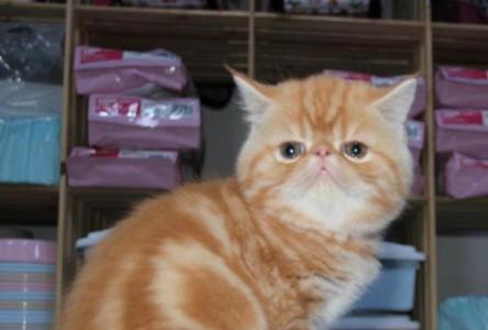 懶洋洋，萌萌噠，異國加菲貓 圖3