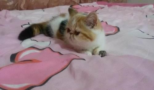 懶洋洋，萌萌噠，異國加菲貓 圖4