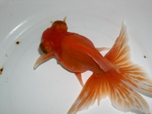 精品金魚批發(fā)零售 圖2