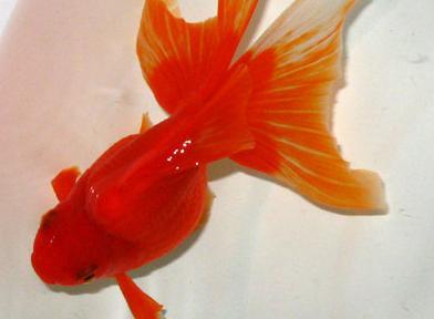 精品金魚批發(fā)零售 圖5