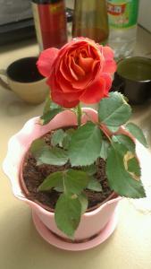 精品盆栽月季 圖2