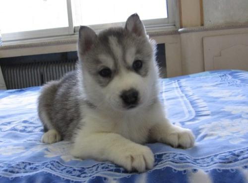 出售一窩超級可愛的藍眼睛哈士奇寶寶 圖1