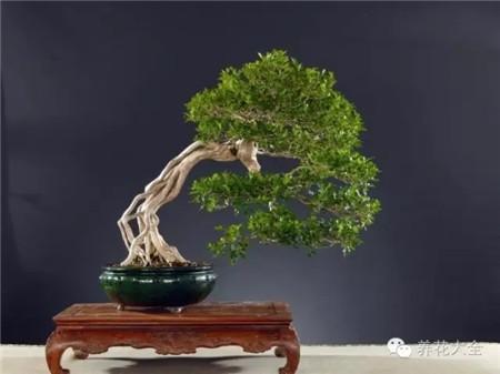 大量出售各種苗木盆景花卉 圖4