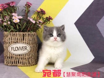 南陽自家金吉拉寶寶長期出售  圖3