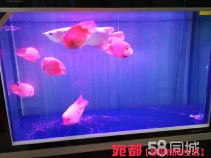 魚缸清理 圖2