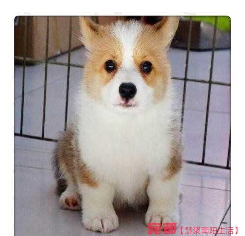 出售高品質(zhì)(柯基幼犬)三色兩色均有包純種健康 圖2