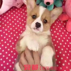 出售高品質(zhì)(柯基幼犬)三色兩色均有包純種健康 圖3