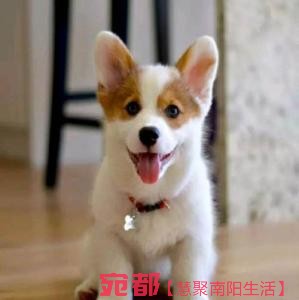 出售高品質(zhì)(柯基幼犬)三色兩色均有包純種健康 圖5