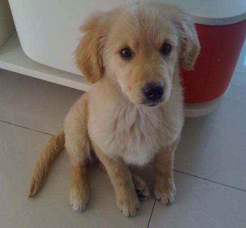 帥氣溫順純種小金毛