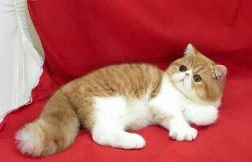 懶洋洋，萌萌噠，異國加菲貓