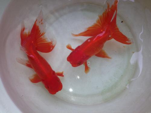 精品金魚批發(fā)零售